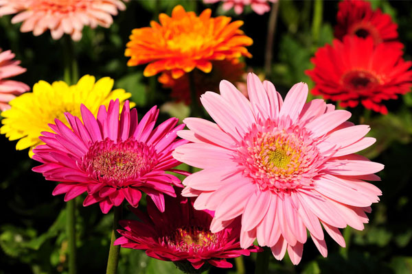 Gerberas