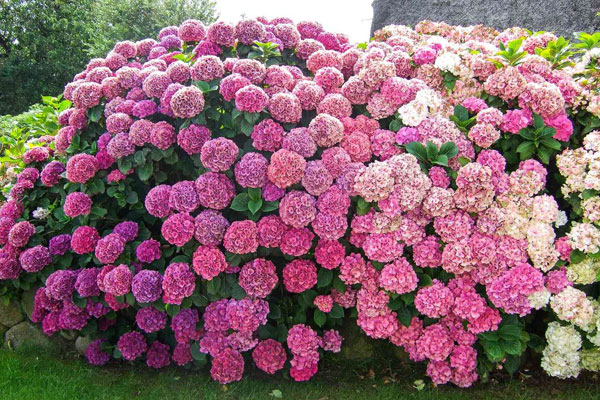 Hortensias