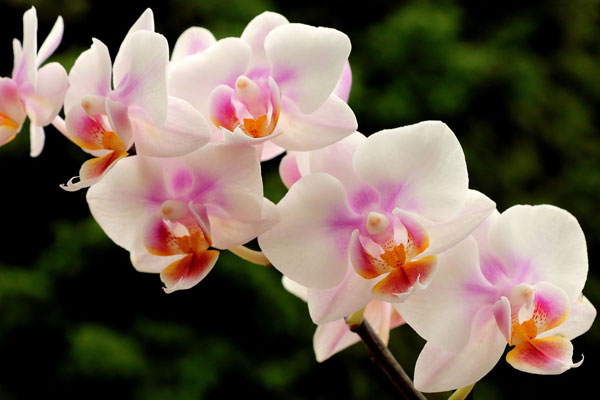 Orquídeas