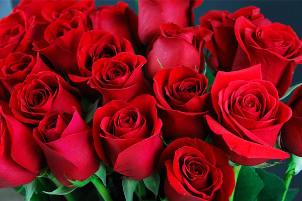 Rosas