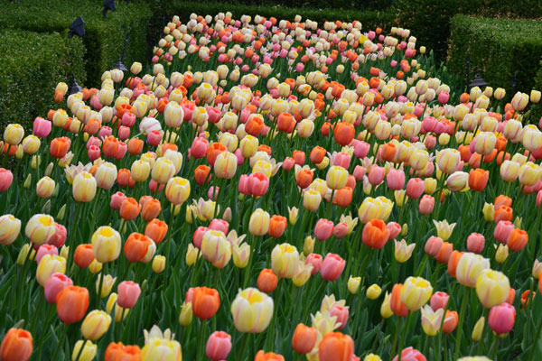 Tulipanes
