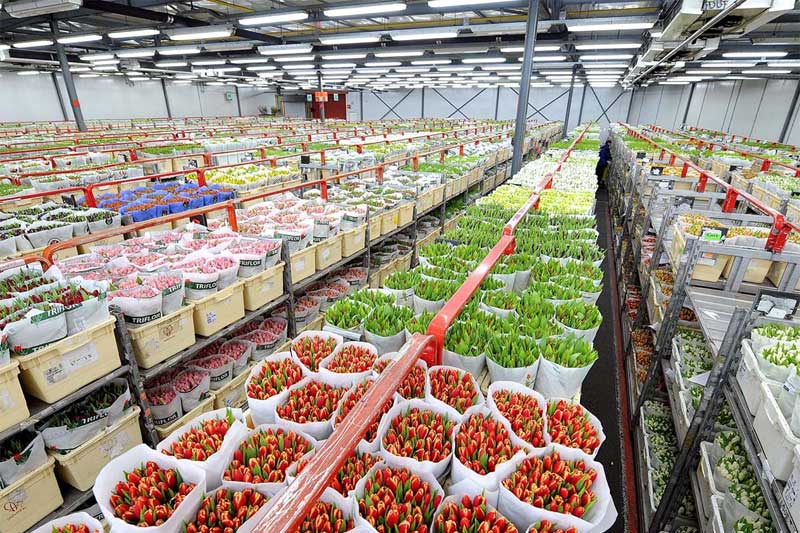 Cold Rooms in Floral Supply Chain