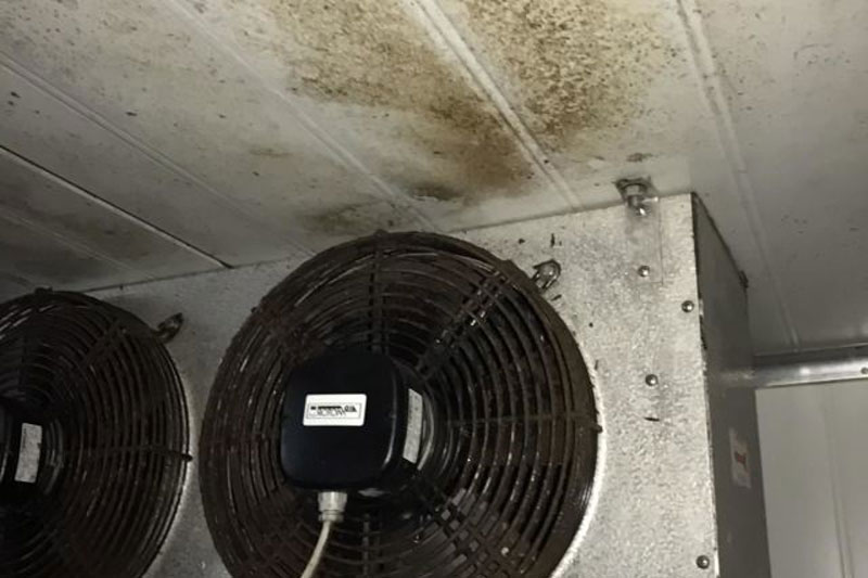 Mold and Bacteria in Cold Room
