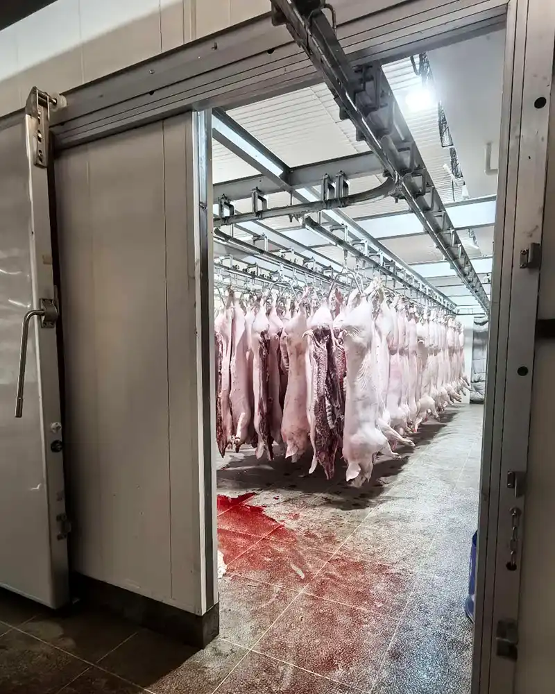 Pork Slaughtering Case 2