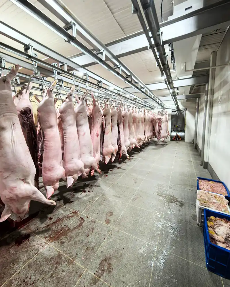Pork Slaughtering Case 3