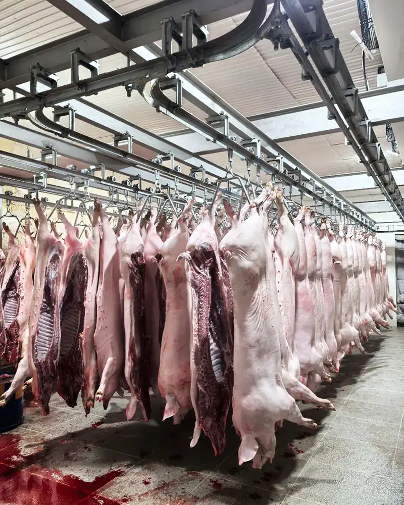 Pork Slaughtering Case