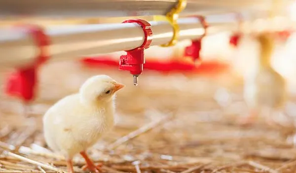 Automated Drinking System