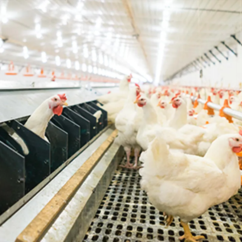 Poultry Farming Equipment