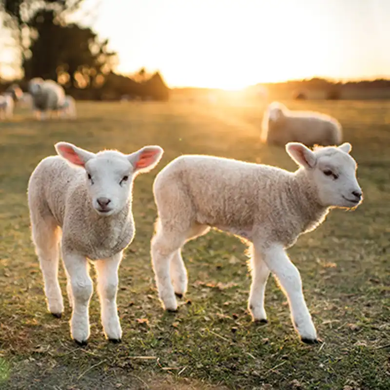 Sheep Slaughterhouse