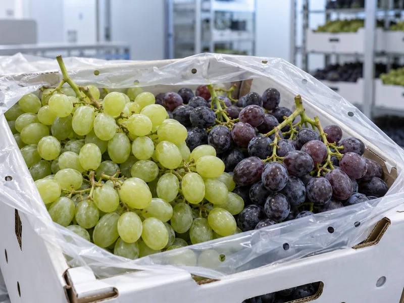 Fresh Grape Stems And Protective Liner