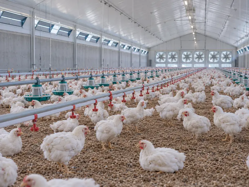 Poultry House Ventilation Inlets And Fans